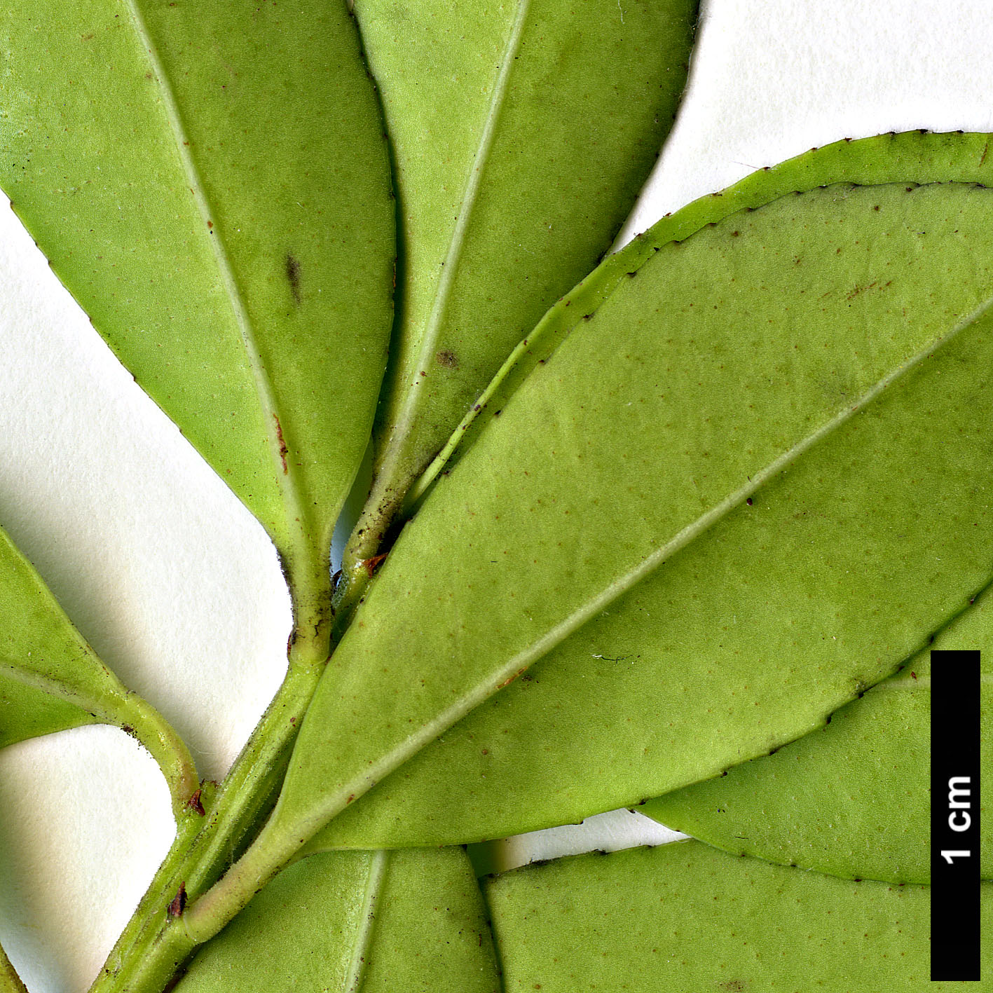 High resolution image: Family: Aquifoliaceae - Genus: Ilex - Taxon: triflora - SpeciesSub: var. kanehirae